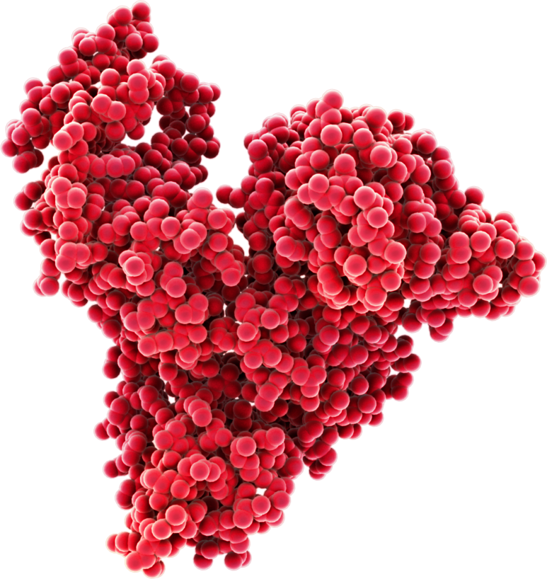 Human serum albumin (HSA) is the most abundant protein in human blood, constituting approximately half of the total plasma proteins. Albumin is responsible for maintaining oncotic pressure, plasma pH and distribution of a variety of molecules, making it a very well-studied protein. The structure of albumin gives it excellent stability, making it resilient to environmental stress both outside and inside the body.
